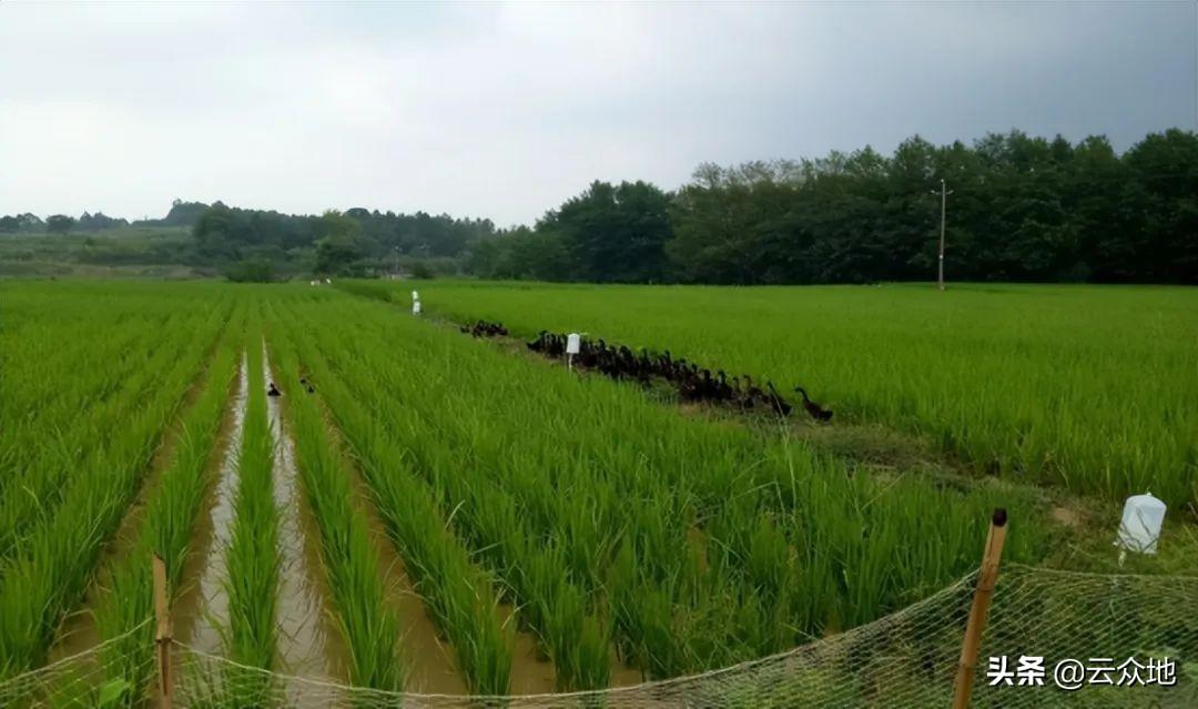 养殖水鸭子技术_鸭子养殖过程_鸭子养殖技术视频