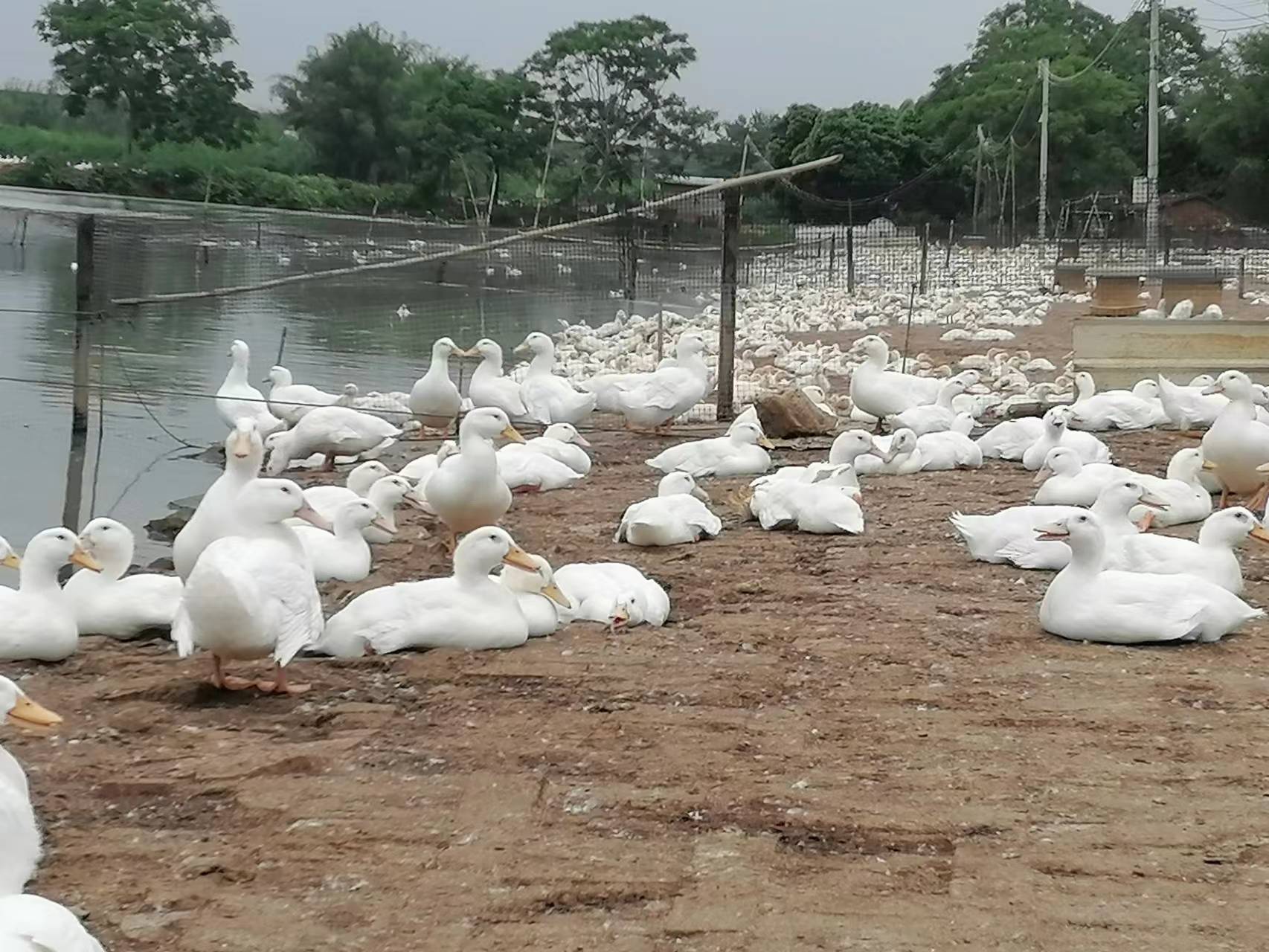 养鸭子水质要达到什么要求_鸭子养殖过程_养殖水鸭子技术