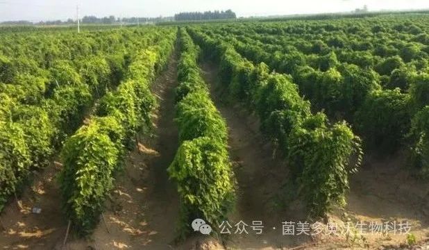 山药有哪些关键种植技术？