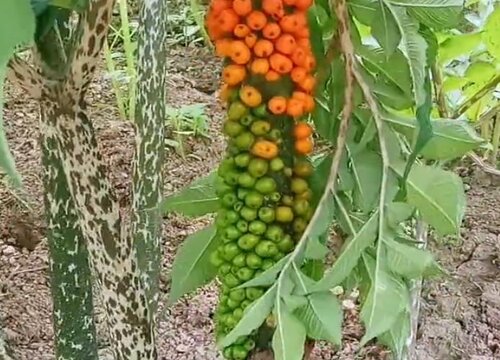 致富种植视频全集_种植致富的方向_种植致富新项目