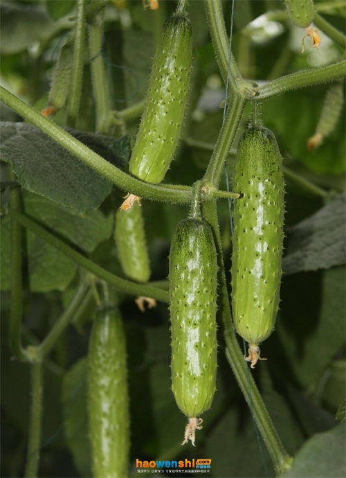 水果黄瓜温室种植技术详解