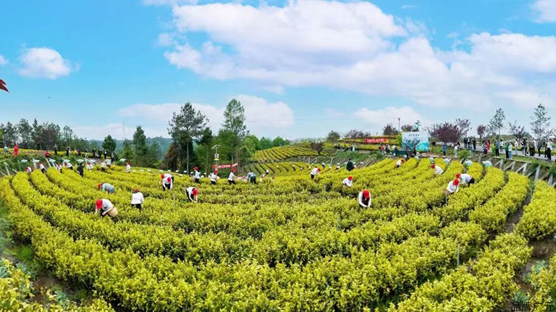 种植致富的茶叶_致富茶叶种植视频_种植茶叶赚钱吗