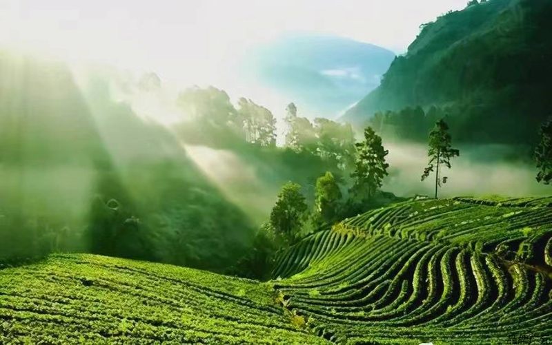 致富茶叶种植视频_种植茶叶赚钱吗_种植致富的茶叶