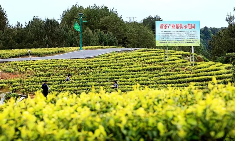 致富茶叶种植视频_种植茶叶赚钱吗_种植致富的茶叶