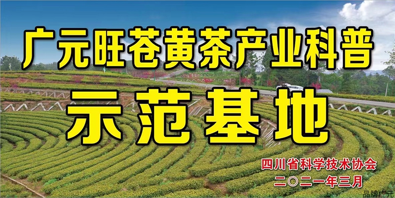 种植致富的茶叶_种植茶叶赚钱吗_致富茶叶种植视频