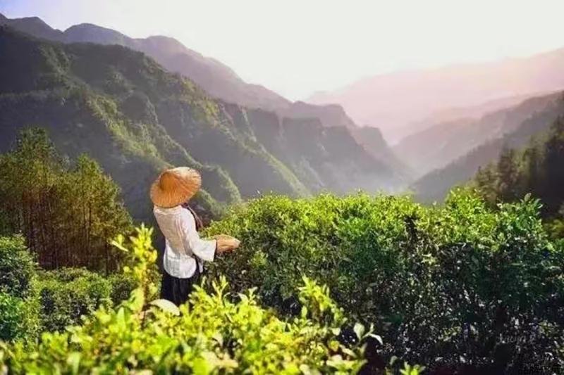 致富茶叶种植视频_种植茶叶赚钱吗_种植致富的茶叶