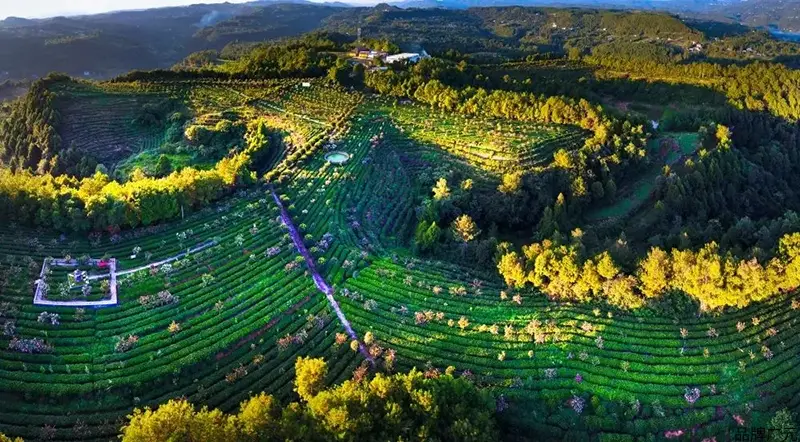 种植致富的茶叶_种植茶叶赚钱吗_致富茶叶种植视频