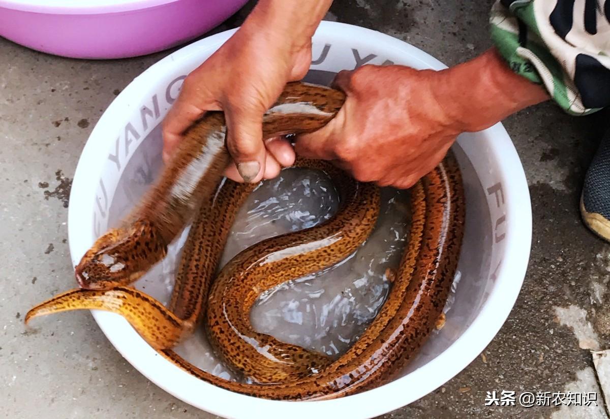 鸭子养殖过程_鸭子养殖技术视频_养殖水鸭子技术