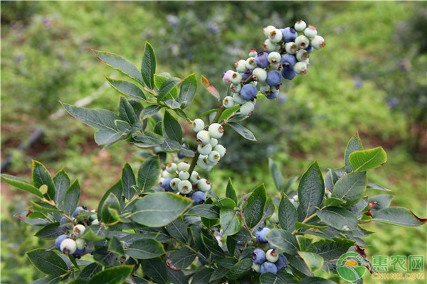 蓝莓果树种植技术_蓝莓果树苗该如何养护_蓝莓果实种植方法