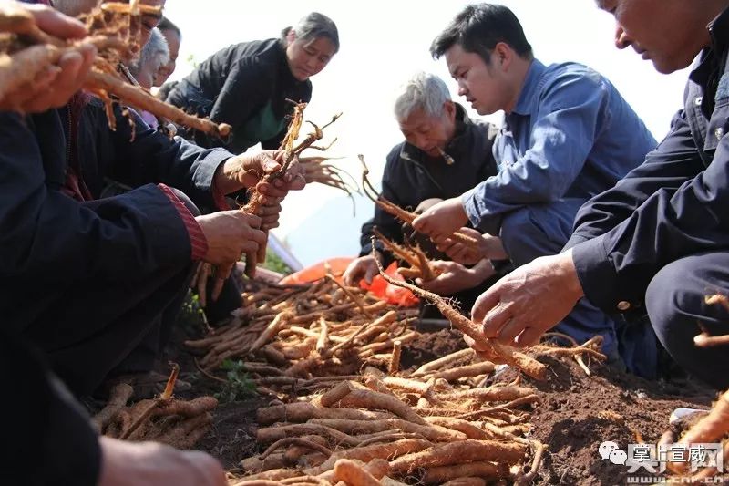 点赞驻村扶贫队长邓冬:传授山药浅生种植，用会员制方法定点销售土特产