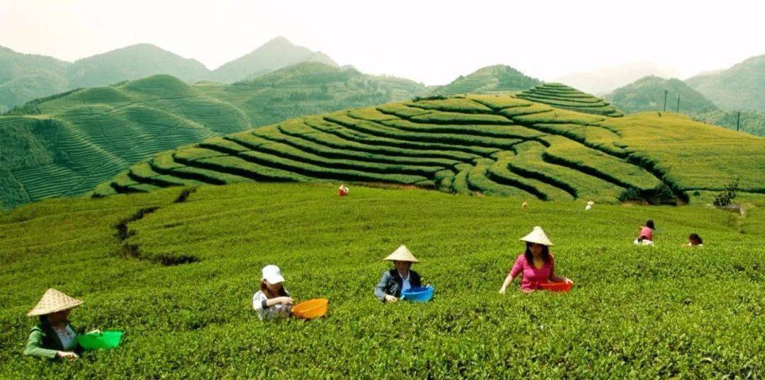 种植致富的茶叶_致富茶叶种植视频_种植茶叶赚钱吗