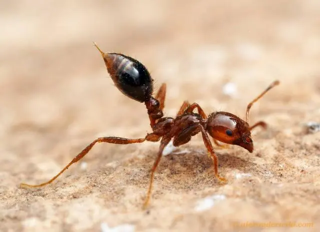 昆虫养殖赚钱吗_昆虫养殖致富案例_昆虫养殖业