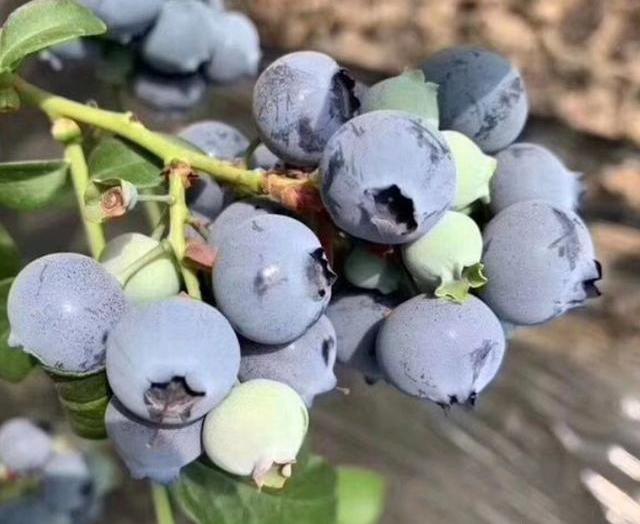 蓝莓果实种植方法_蓝莓树种植法_蓝莓果树种植技术