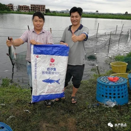 致富养殖鱼巴沙鱼怎么样_巴沙鱼养殖致富_巴沙鱼养殖技术视频