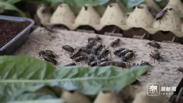 致富养殖什么最赚钱_致富养殖视频_简易养殖致富