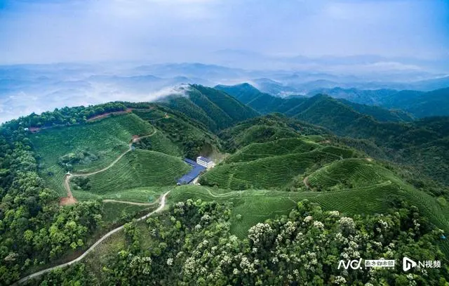 茶叶致富经_种植致富的茶叶_致富茶叶种植方法