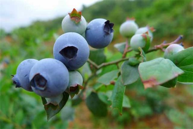 蓝莓果实种植方法_蓝莓果树种植技术_蓝莓果树苗多少钱一棵