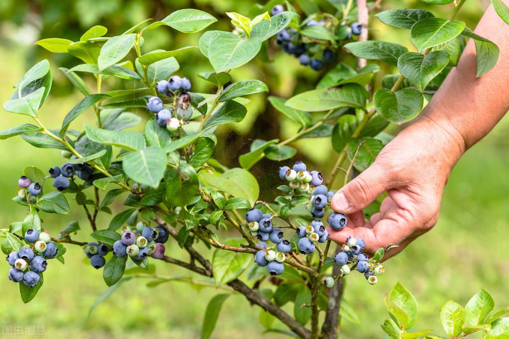 蓝莓果树怎样种植_蓝莓果实种植方法_蓝莓果树种植技术