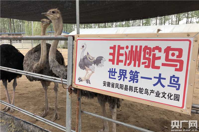 鸵鸟致富经_致富经养鸵鸟的视频_视频致富养鸵鸟是真的吗