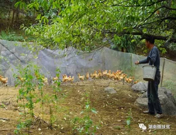 昆虫养殖项目_昆虫养殖前景_昆虫养殖致富案例