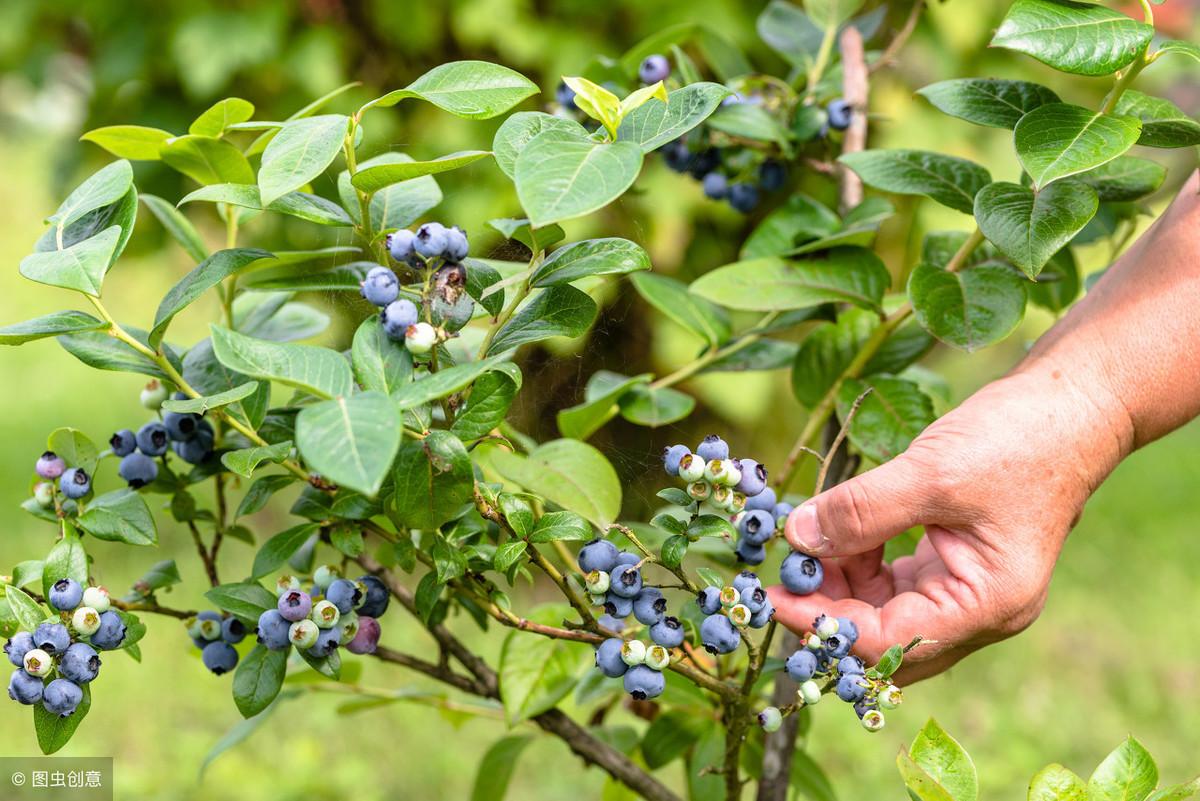 蓝莓果树苗该如何养护_蓝莓果树种植技术_蓝莓树种植法