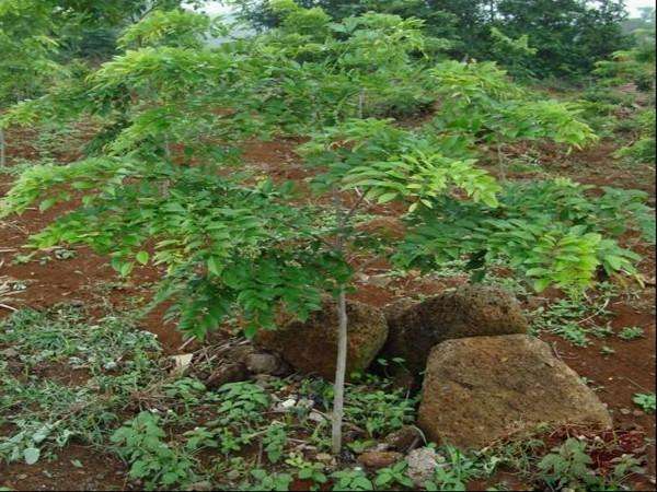 种植帝王花致富_致富帝王种植花怎么样_村民种植黑皮冬瓜致富