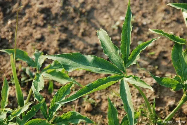 最新旱半夏种植技术视频_有关于旱半夏的种植技术_旱半夏栽培技术