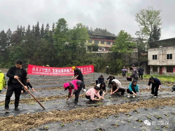 种植仙草要注意什么_仙草种植技术视频_视频种植仙草技术大全