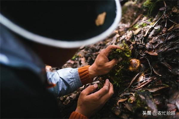 红菇种植技术视频_红菇种植技术和_红菇种植方法