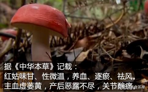 “南方人参”红菇，一种在野外才有的营养食用菌