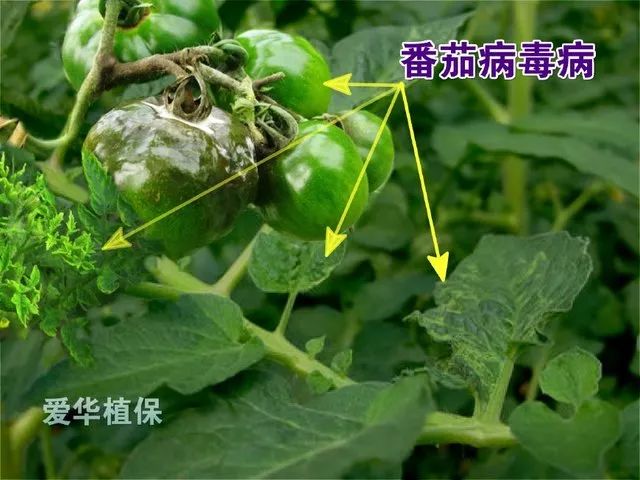 番茄种植技术视频播放_番茄种植视频播放_高产番茄种植技术视频