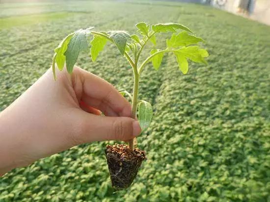 番茄种植技术视频播放_高产番茄种植技术视频_番茄种植视频播放