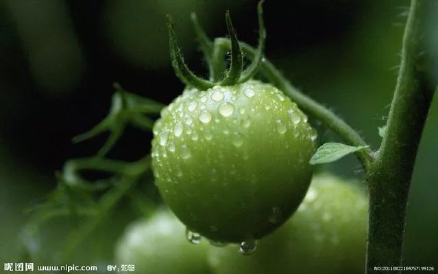 番茄种植视频播放_番茄种植技术视频播放_高产番茄种植技术视频