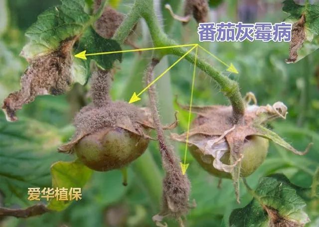 番茄种植视频播放_番茄种植技术视频播放_高产番茄种植技术视频