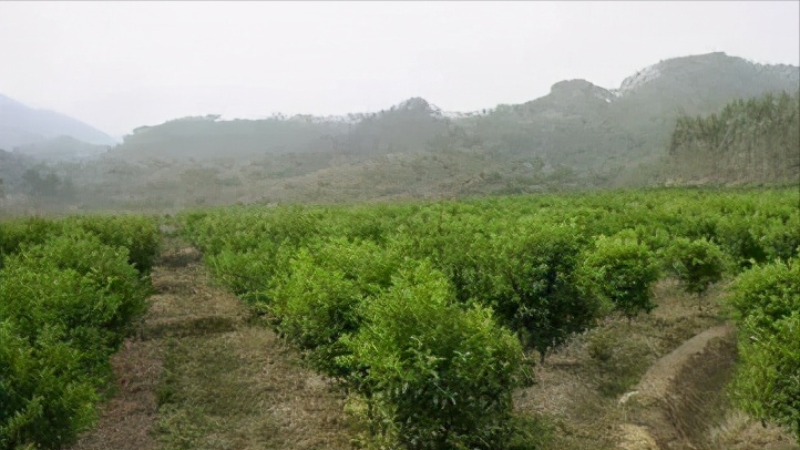 生态果园：不一样的柑橘种植小技巧