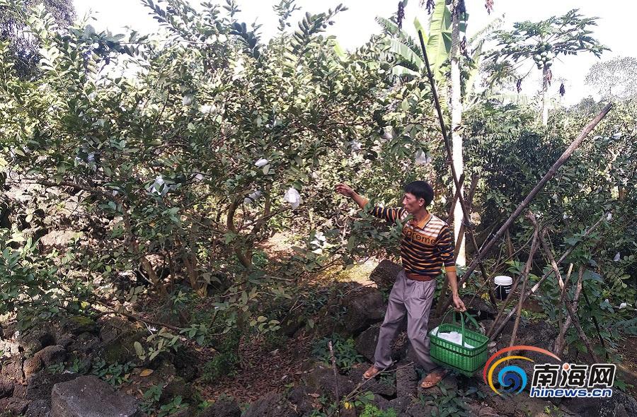 石榴的种植前景与收益_致富经种植番石榴_石榴种植效益