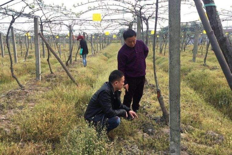 大学生回家养猪的成功案例_大学生回老家养殖致富案例_大学生回家创业养殖