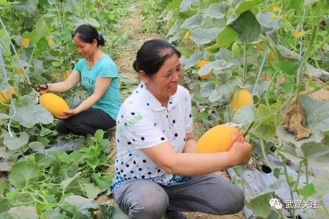 农产品种植致富的小品_小品致富能手_农业种植题材小品