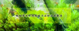 蜈蚣草水草的养殖方法和注意事项,第1图