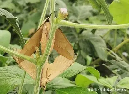 蝉蛹的人工养殖技术_人工养殖蚕蛹_人工养殖蝉蛹视频