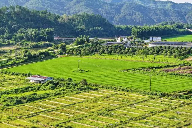 河源种植致富_河源致富村_河源蔬菜种植基地