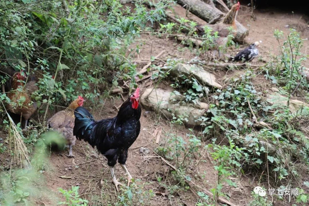 致富经蚯蚓养鸡视频_张山虎养蚯蚓致富经_致富经蚯蚓养殖技术