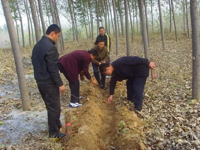 人工养殖蚕蛹_人工养殖蝉蛹_蝉蛹的人工养殖技术