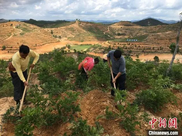 广东河源种植什么好_河源种植致富_河源致富村