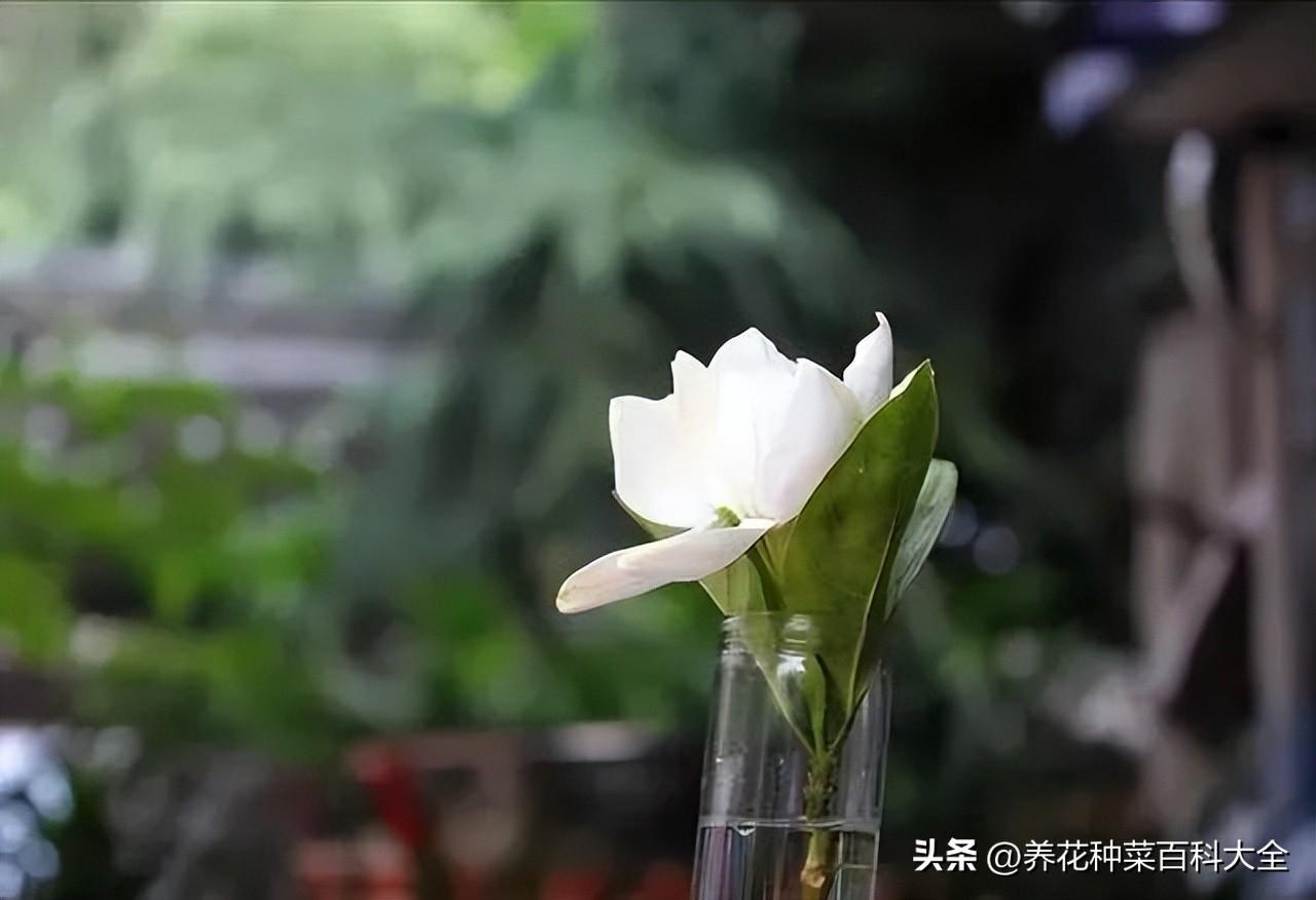 桅孑_种植沙糖桔技术_桅孑种植技术