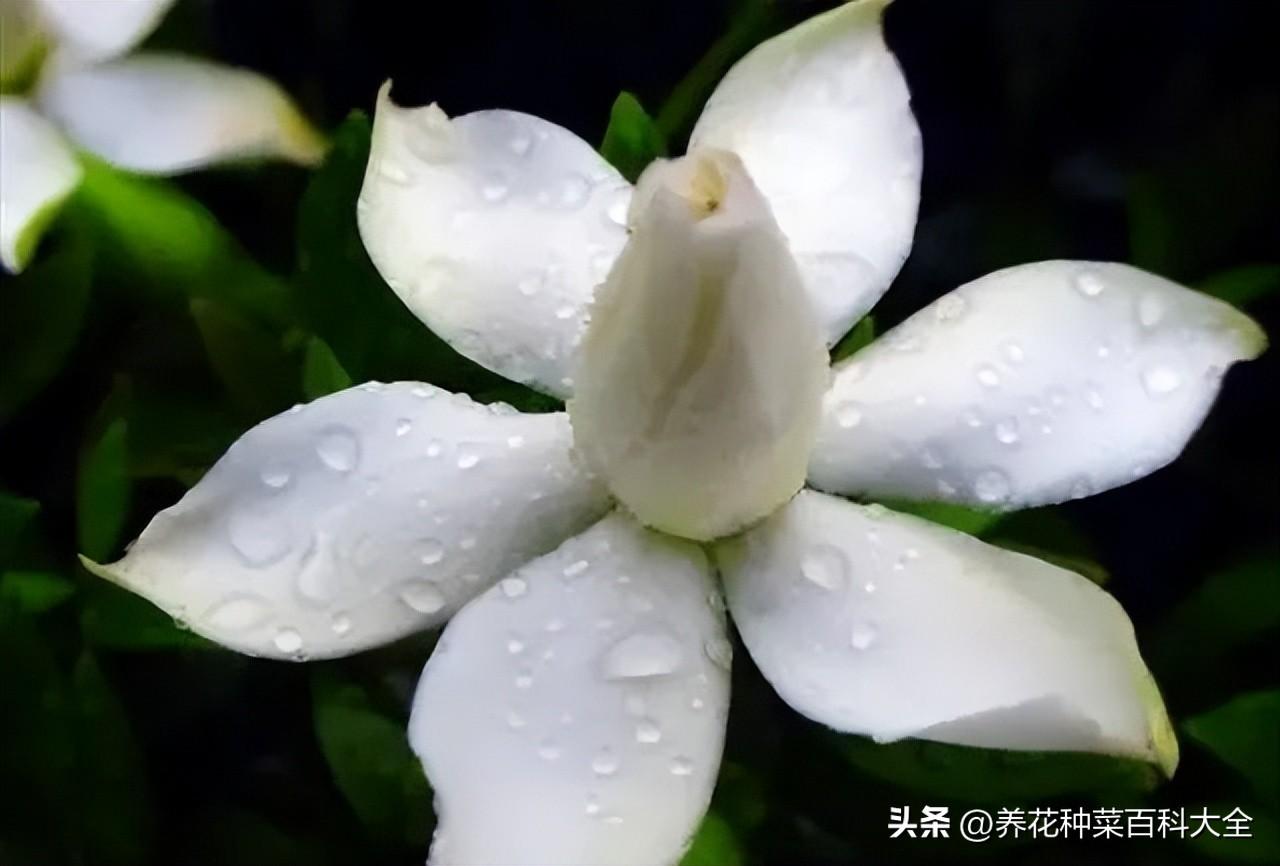 种植沙糖桔技术_桅孑种植技术_桅孑