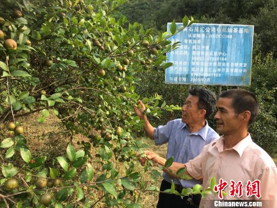 图为长洲村农民种植的油茶树 宋秀杰 摄