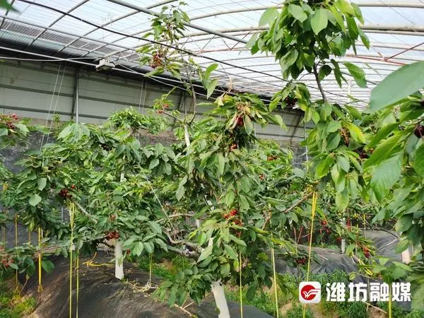 大棚樱桃种植 致富_种樱桃大棚一年多少钱_大棚种植大樱桃