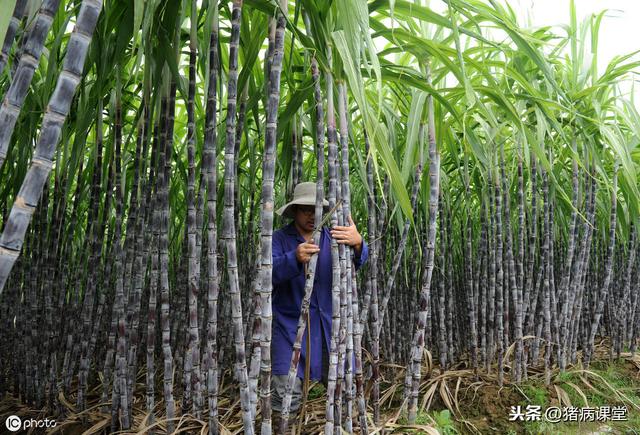 致富甘蔗种植新政策_种植甘蔗致富新经_致富经甘蔗种植视频