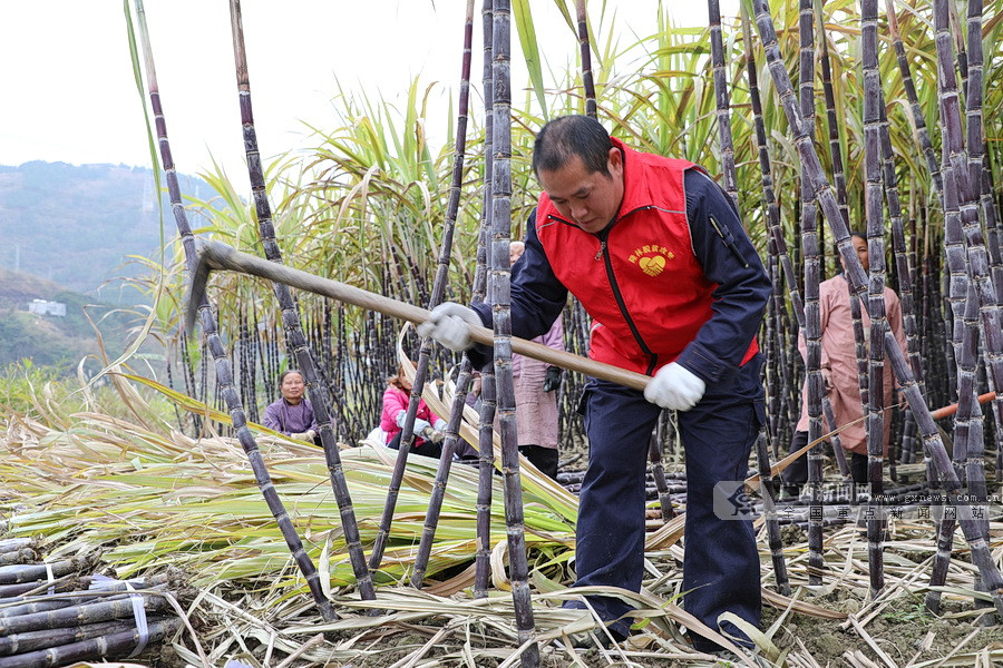 隆林民新村：种下甘蔗林 修好“致富路” 过上“甜日子”